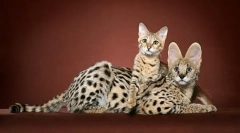 Plemeno veľkých mačiek: obrovské domáce zvieratá